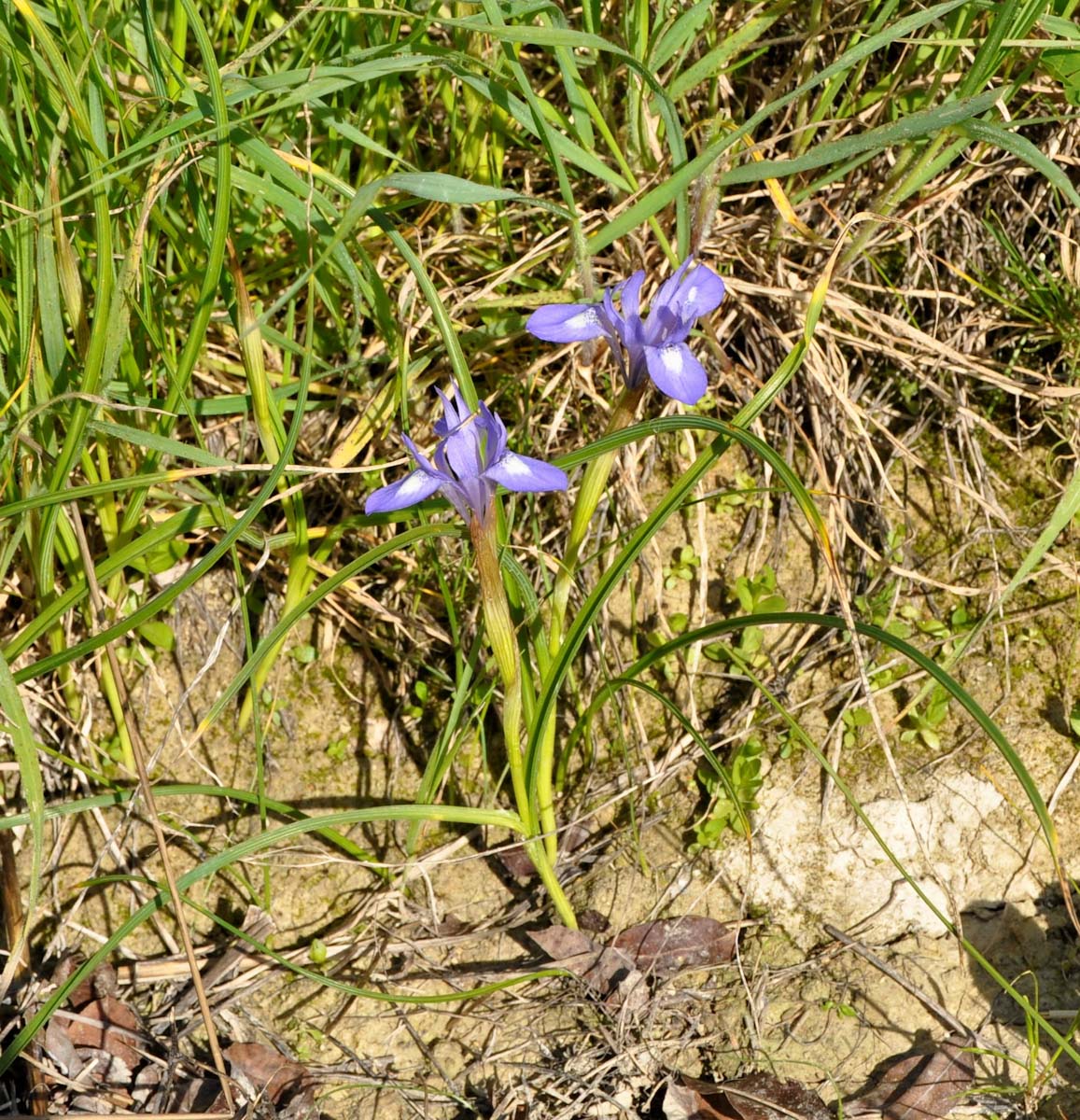 Изображение особи Moraea sisyrinchium.