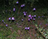 Campanula altaica