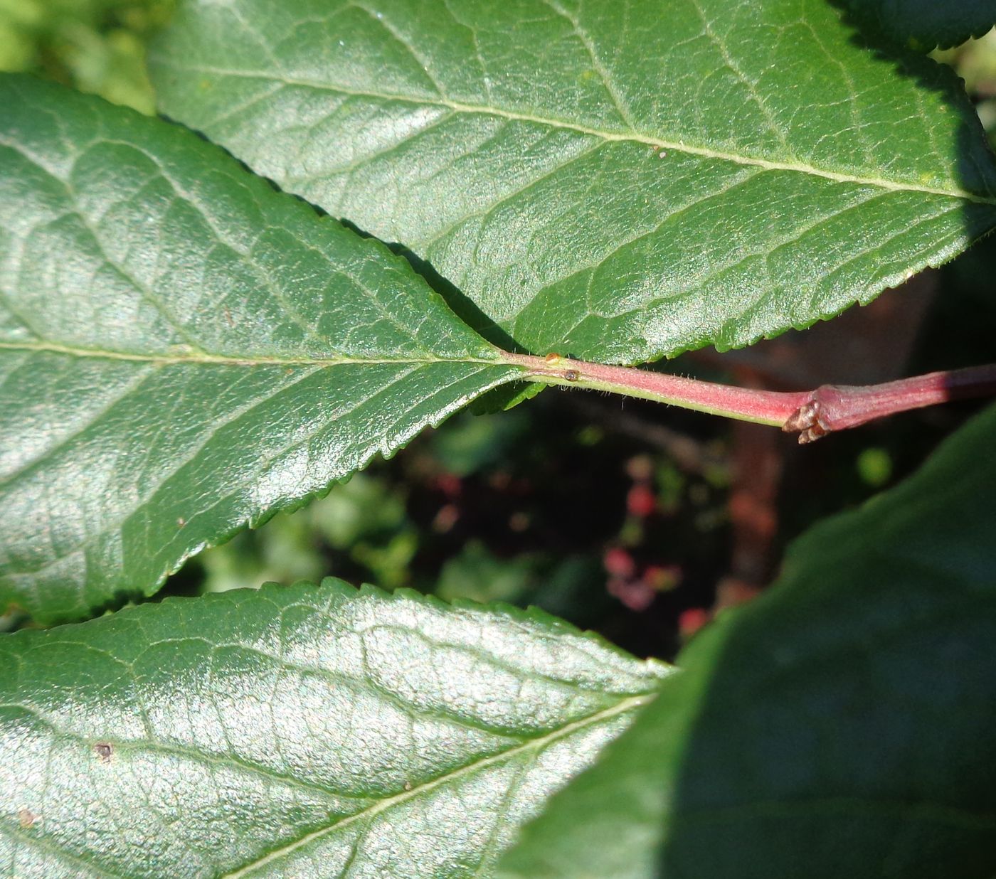 Image of Prunus domestica specimen.
