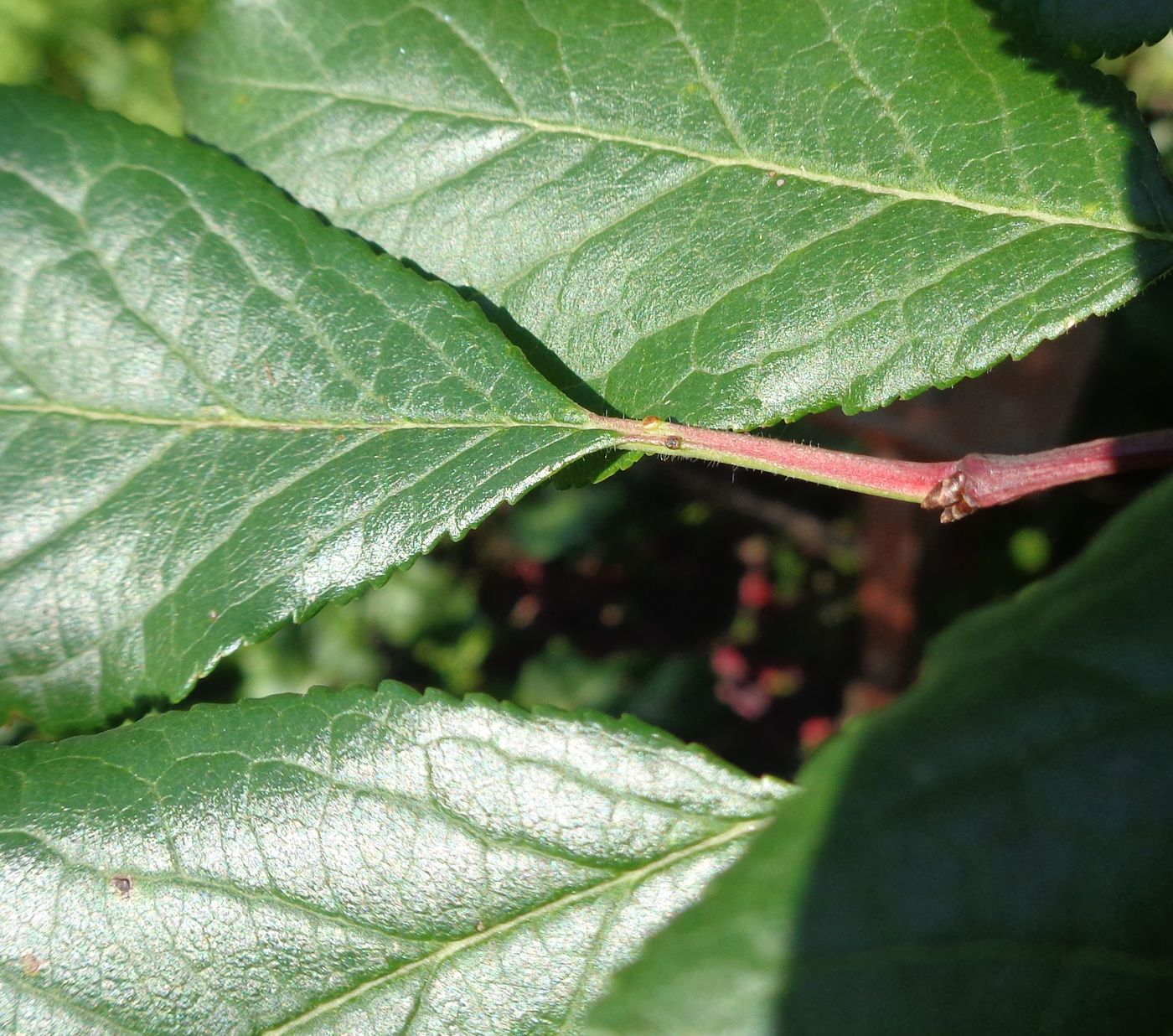 Изображение особи Prunus domestica.