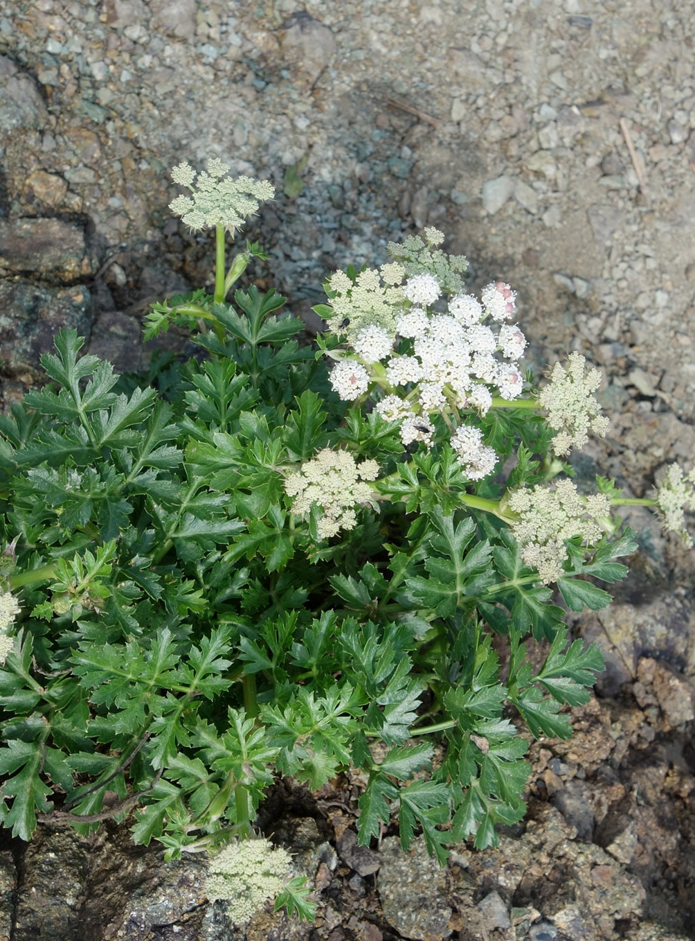 Изображение особи Kitagawia litoralis.