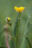 Ranunculus polyanthemos. Верхушка цветущего растения. Ростовская обл., Азовский р-н, окр хут. Лагутник, пойменный луг. 06.05.2020.