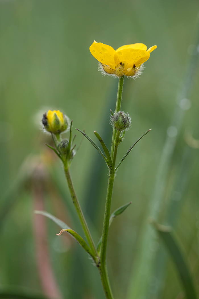 Изображение особи Ranunculus polyanthemos.