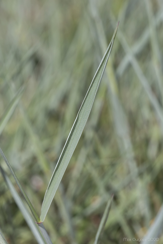 Image of genus Elytrigia specimen.