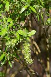 Salix cinerea