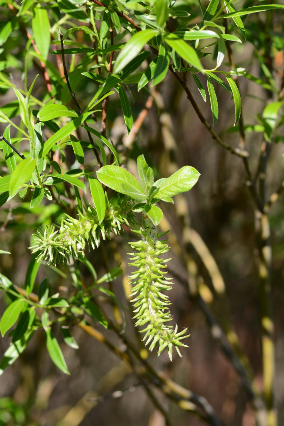 Image of Salix cinerea specimen.