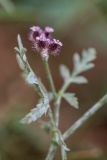 Turgenia latifolia. Цветки и часть листа. Ростовская обл., Неклиновский р-н, окр. хут. Мержаново, прибрежный склон. 04.06.2020.