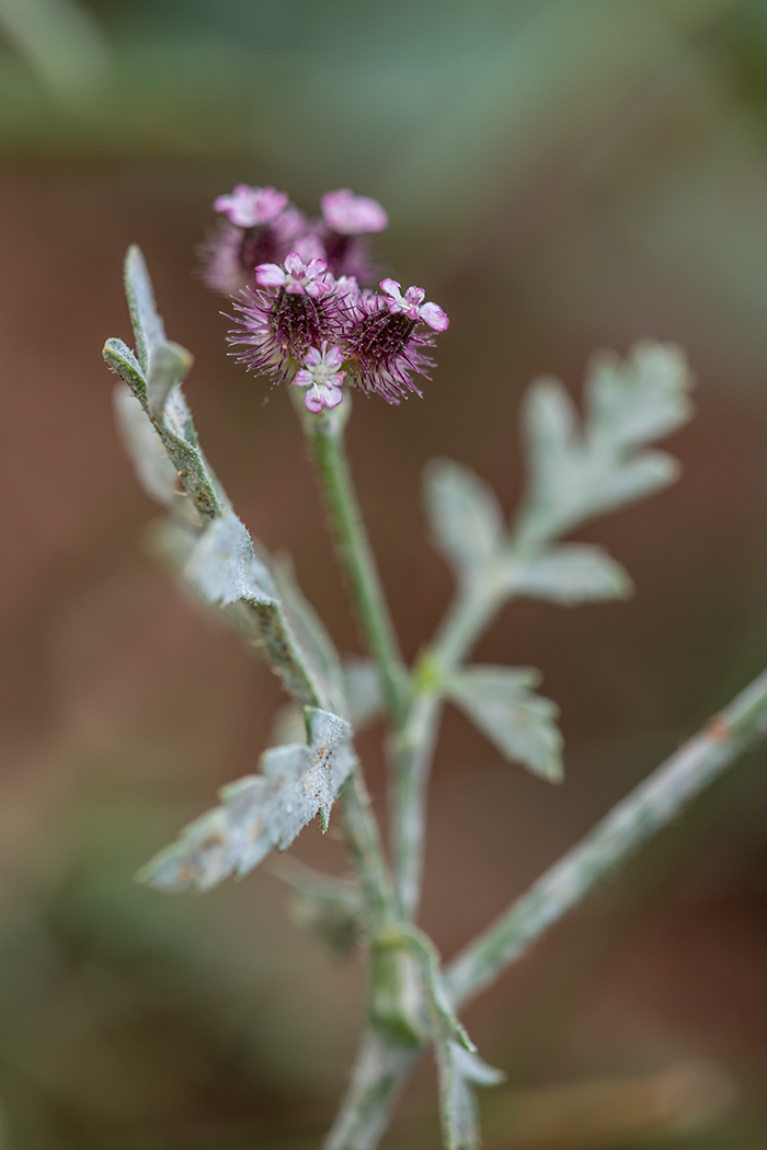 Изображение особи Turgenia latifolia.