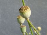 Papaver rhoeas. Незрелый плод-коробочка. Украина, г. Запорожье, пос. Солнечный, Институт масличных культур, возле забора интродукционно-карантинного питомника. 11.06.2020.