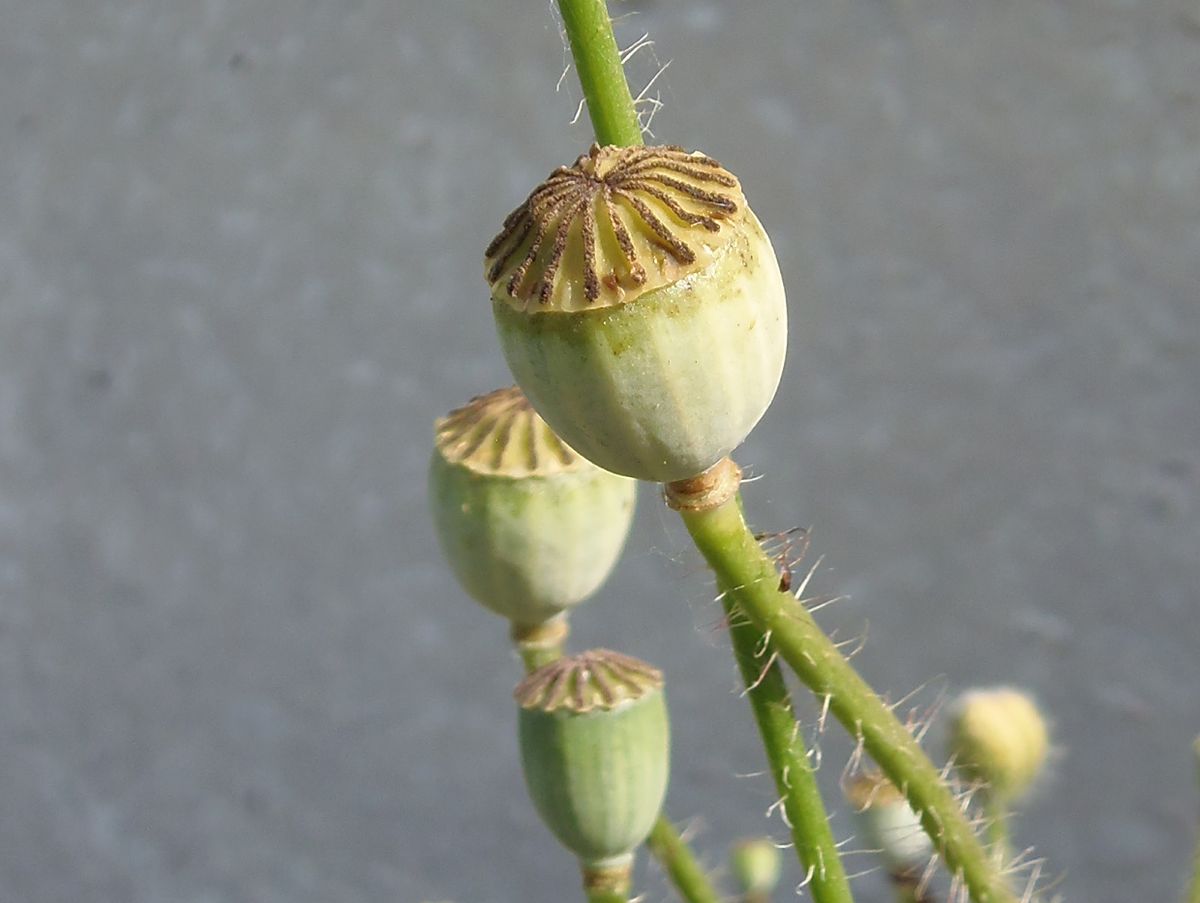 Image of Papaver rhoeas specimen.