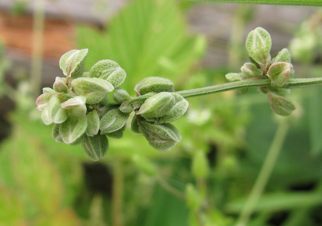 Image of Fallopia convolvulus specimen.