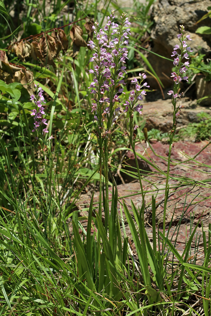 Изображение особи Dactylorhiza iberica.