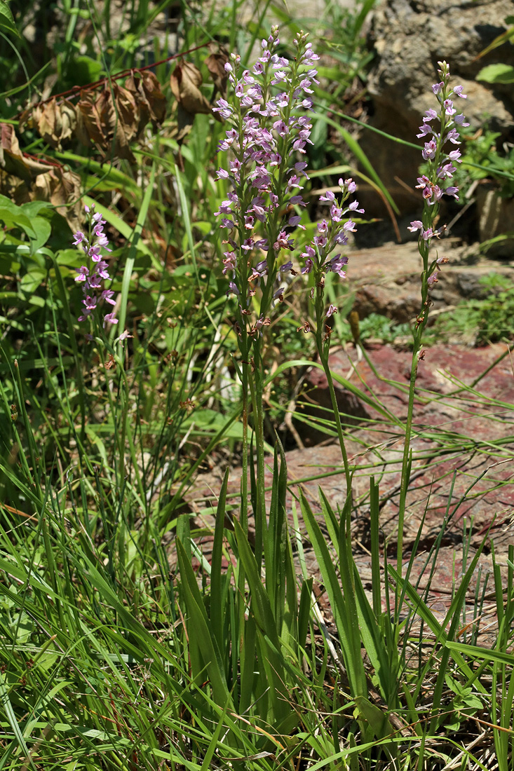 Image of Dactylorhiza iberica specimen.