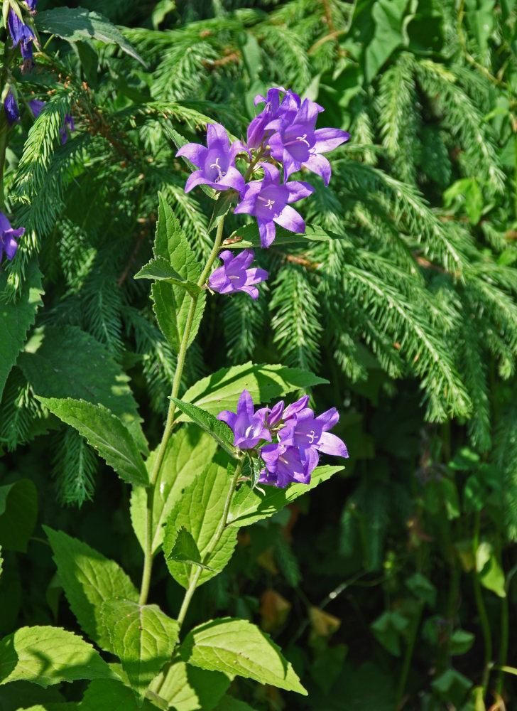 Image of Campanula latifolia specimen.