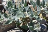 Trichodesma incanum. Бутонизирующее растение. Таджикистан, Согдийская обл., Исфара, глинисто-щебнистый адыр. 4 мая 2019 г.