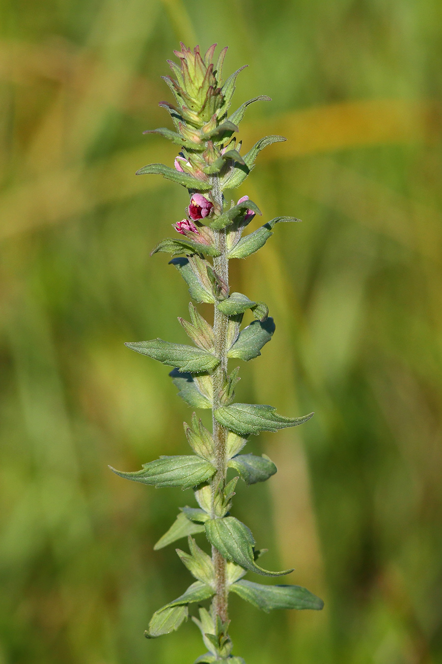 Изображение особи Odontites vulgaris.