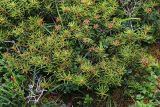 Ledum decumbens