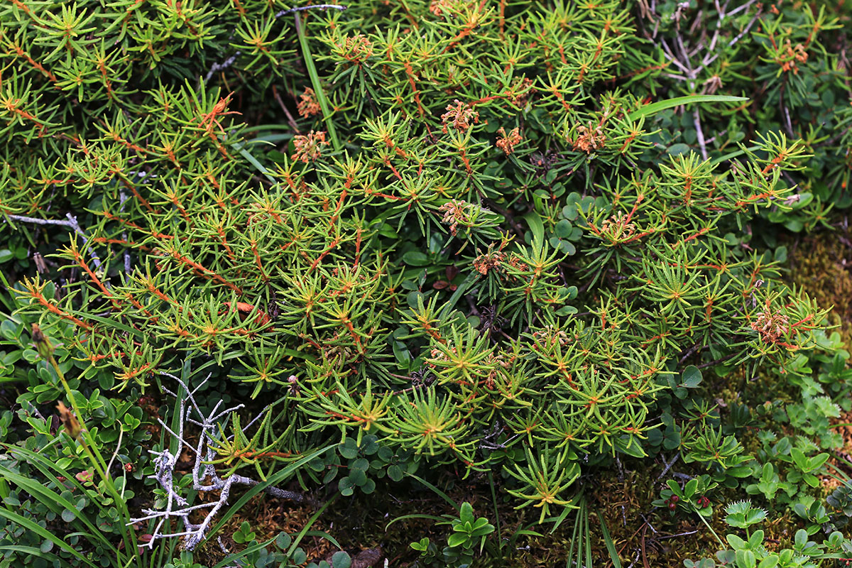 Image of Ledum decumbens specimen.