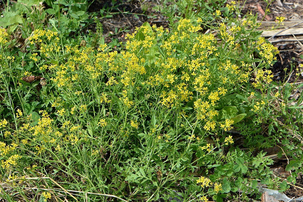 Изображение особи Rorippa sylvestris.