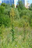 Verbascum lychnitis