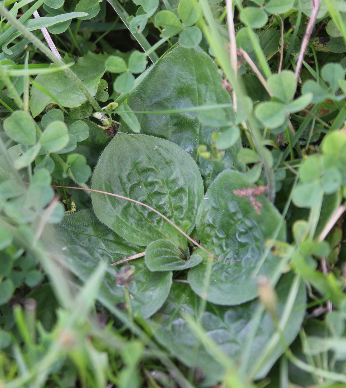 Image of Plantago media specimen.