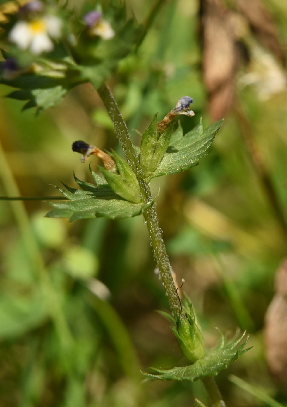 Изображение особи Euphrasia hyperborea.