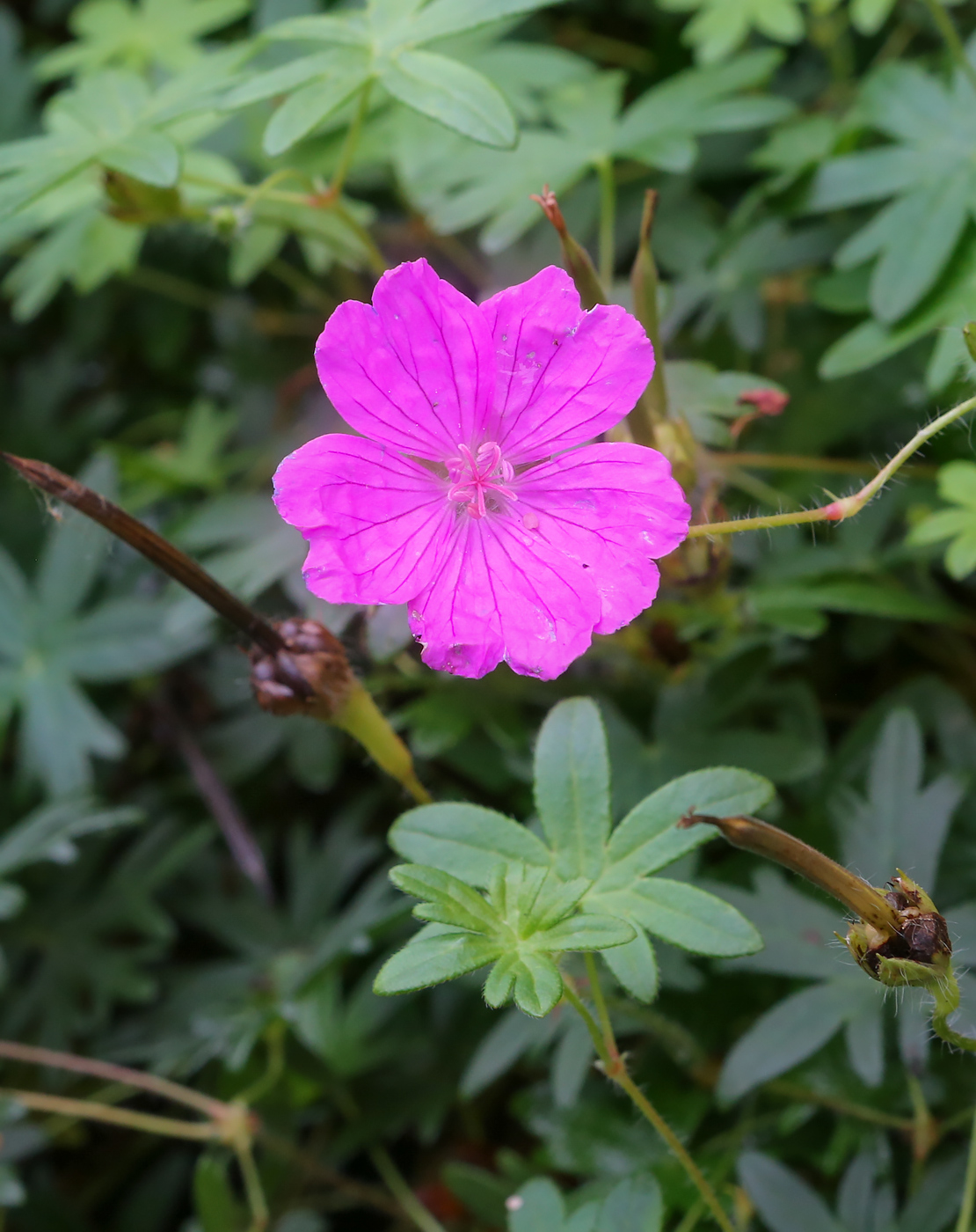 Изображение особи Geranium sanguineum.