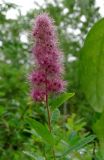 Spiraea × billardii. Верхушка побега с соцветием. Новгородская обл., Окуловский р-н, окрестности дер. Заручевье, бывшая усадьба \"Матвейково\", в старом парке. 29.06.2007.