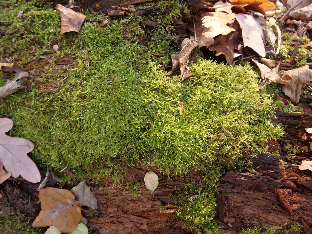 Изображение особи отдел Bryophyta.