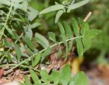 Sonchus tenerrimus