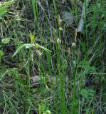 genus Carex. Верхушки цветущих растений. Иркутская обл., Иркутский р-н, р. Иркут, о. Беляева, влажный луг с редкими кустами ивы. 13.06.2020.