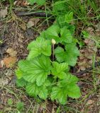 Rubus chamaemorus