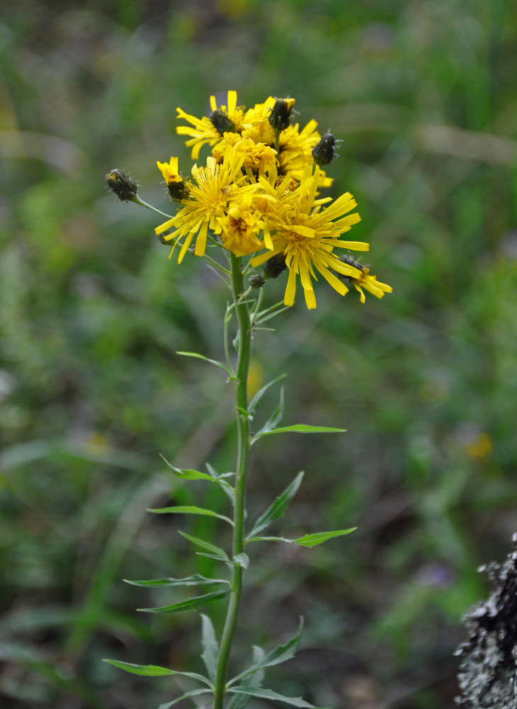 Изображение особи Hieracium umbellatum.
