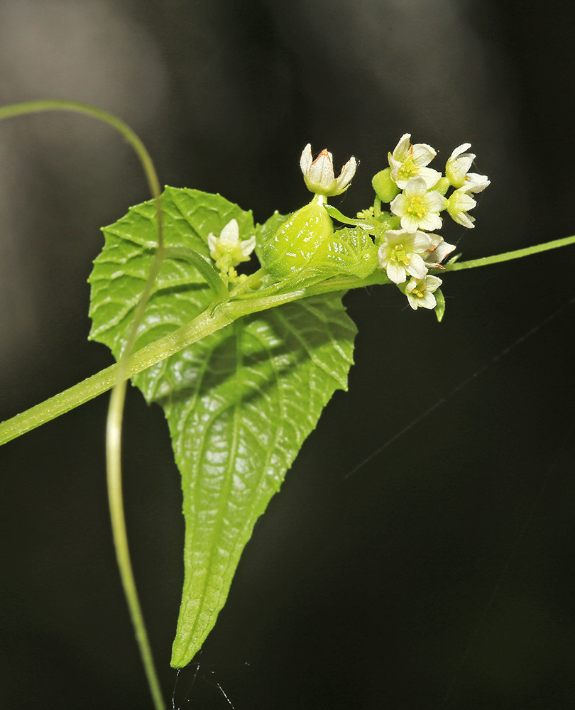 Image of Schizopepon bryoniifolius specimen.