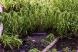 Sphagnum riparium