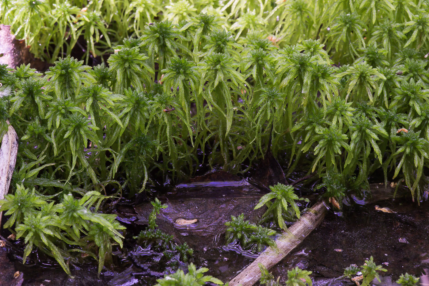 Image of genus Sphagnum specimen.