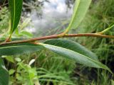 Salix pentandra