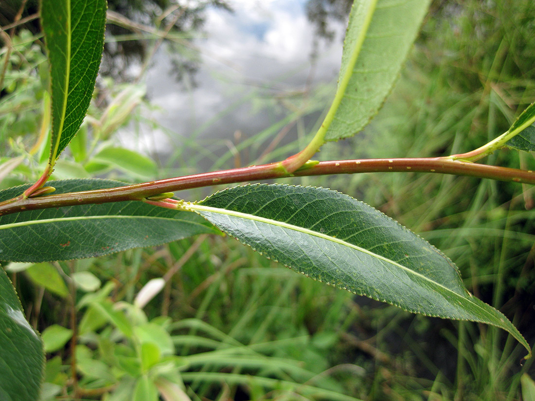 Image of Salix pentandra specimen.