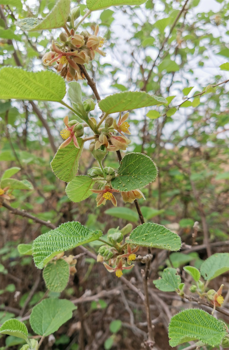 Изображение особи Grewia villosa.