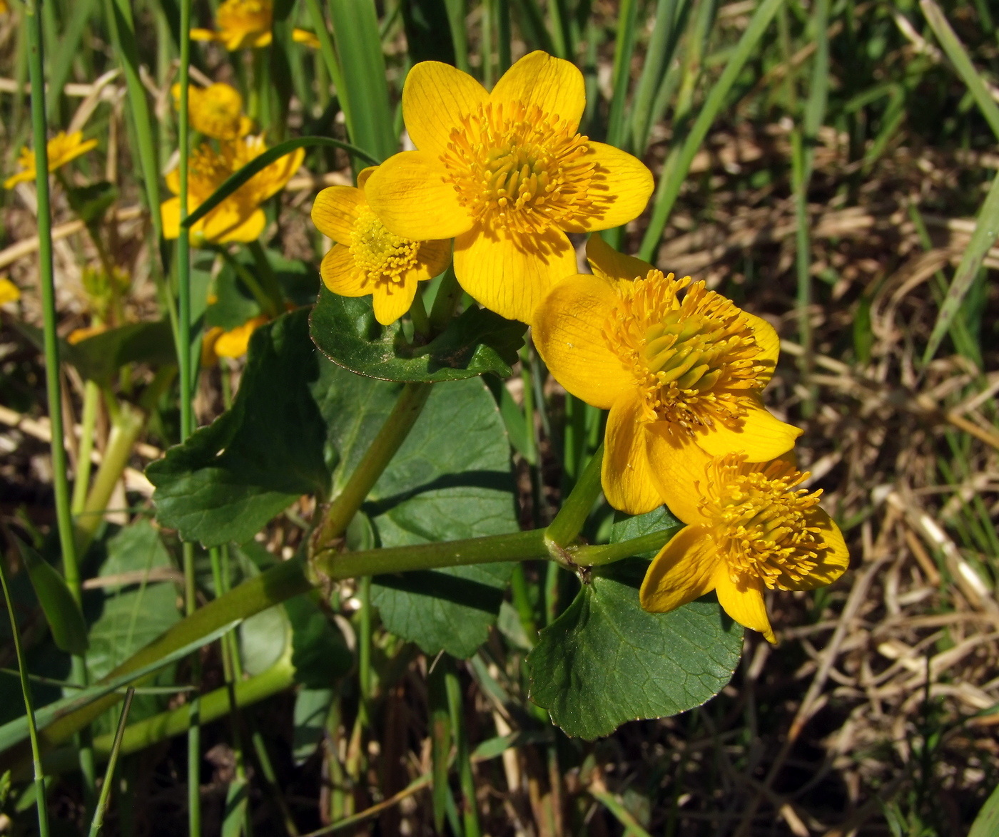 Изображение особи Caltha palustris.