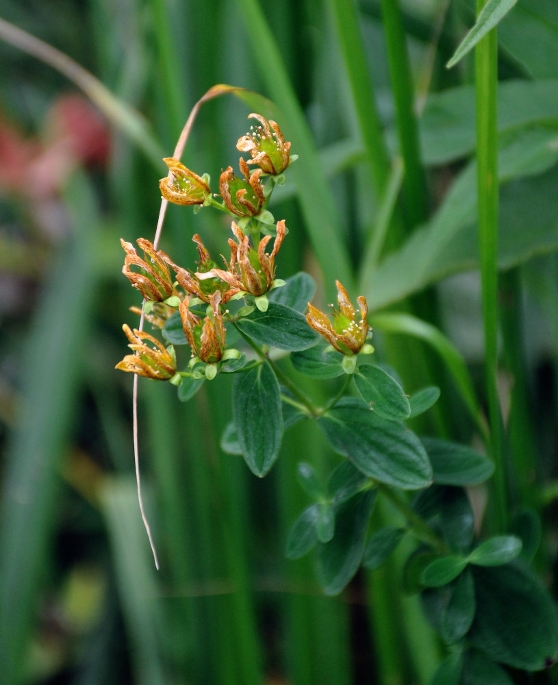 Изображение особи Hypericum maculatum.