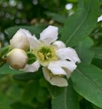genus Exochorda. Цветок. Донецк, бот. сад. 01.05.2019.
