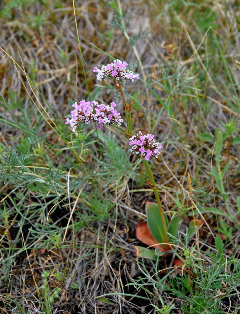 Изображение особи Goniolimon speciosum.