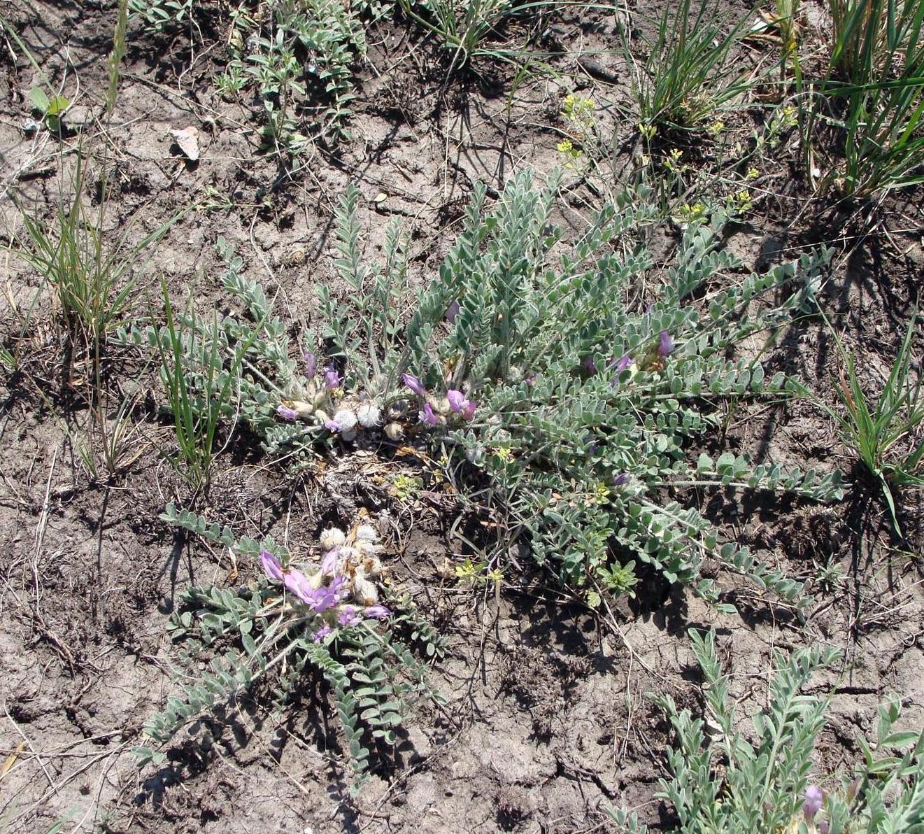 Изображение особи Astragalus testiculatus.