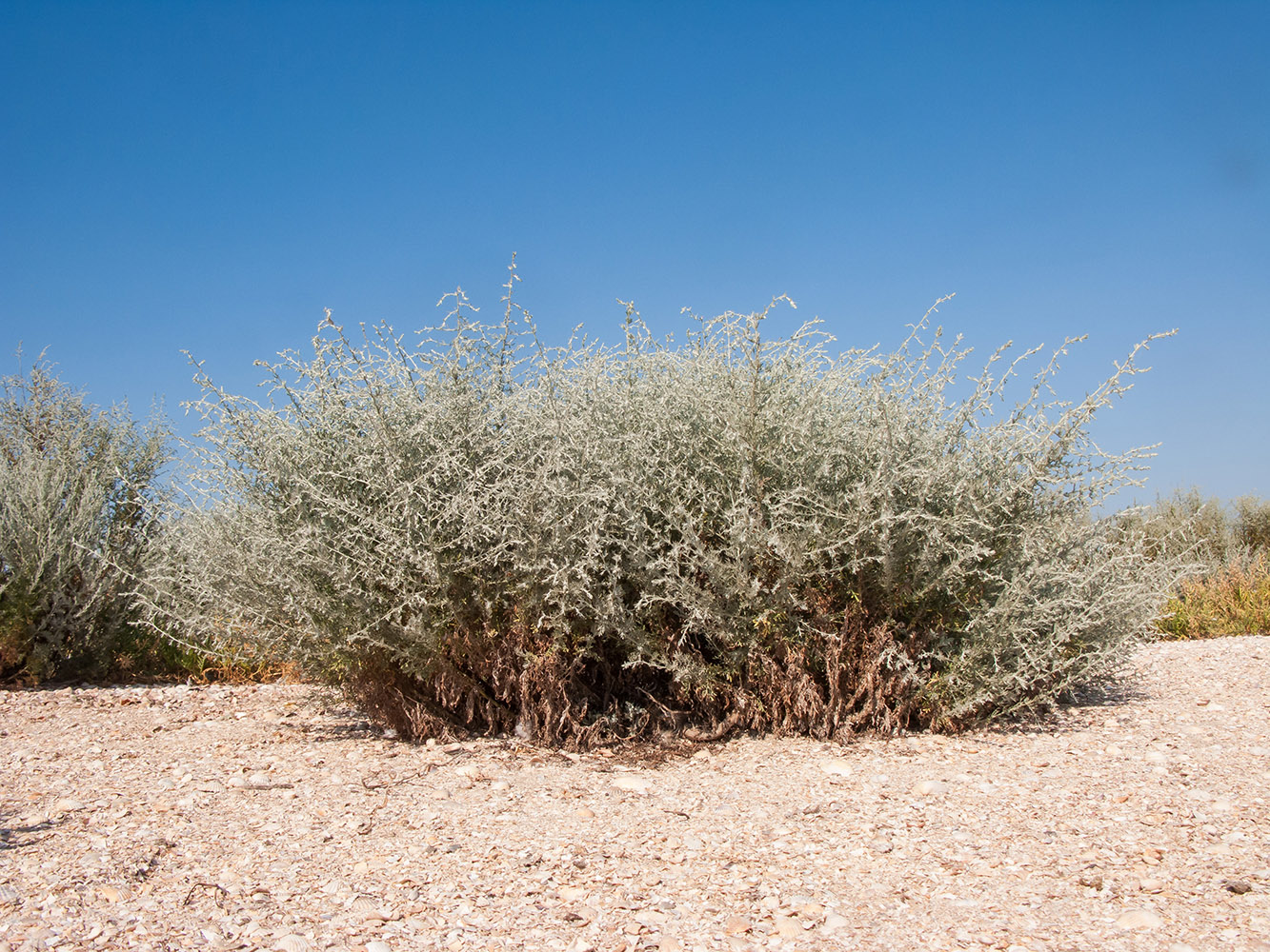 Изображение особи Artemisia santonicum.