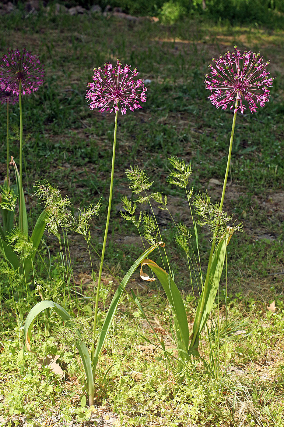 Image of Allium sarawschanicum specimen.