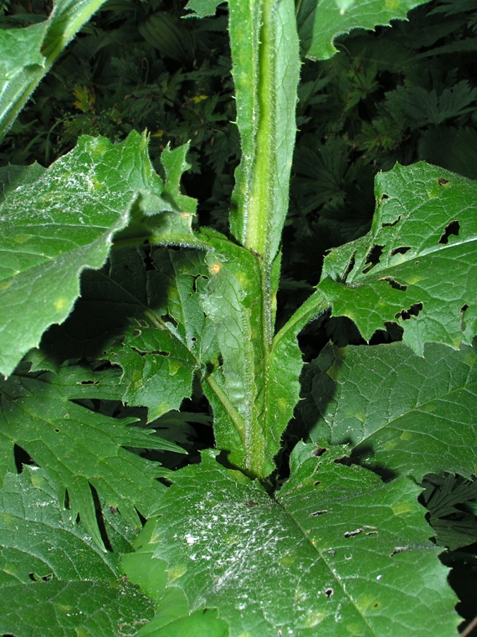 Image of Saussurea latifolia specimen.