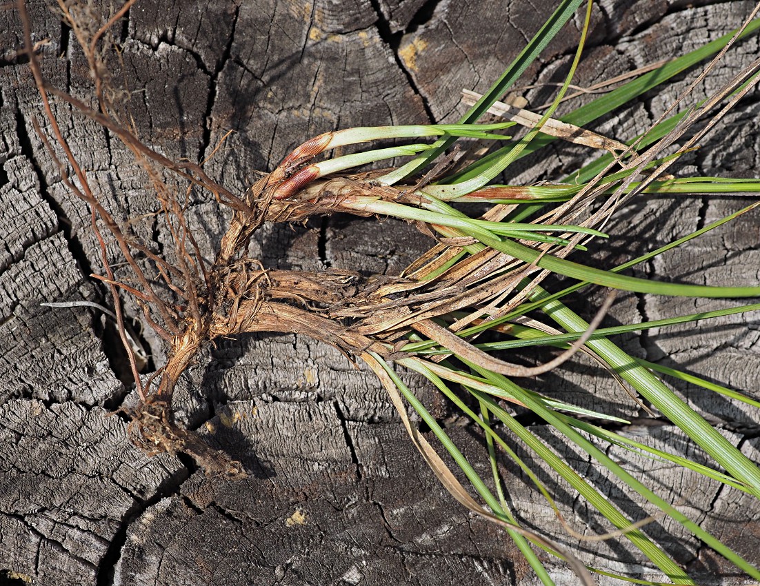 Изображение особи Carex ericetorum.