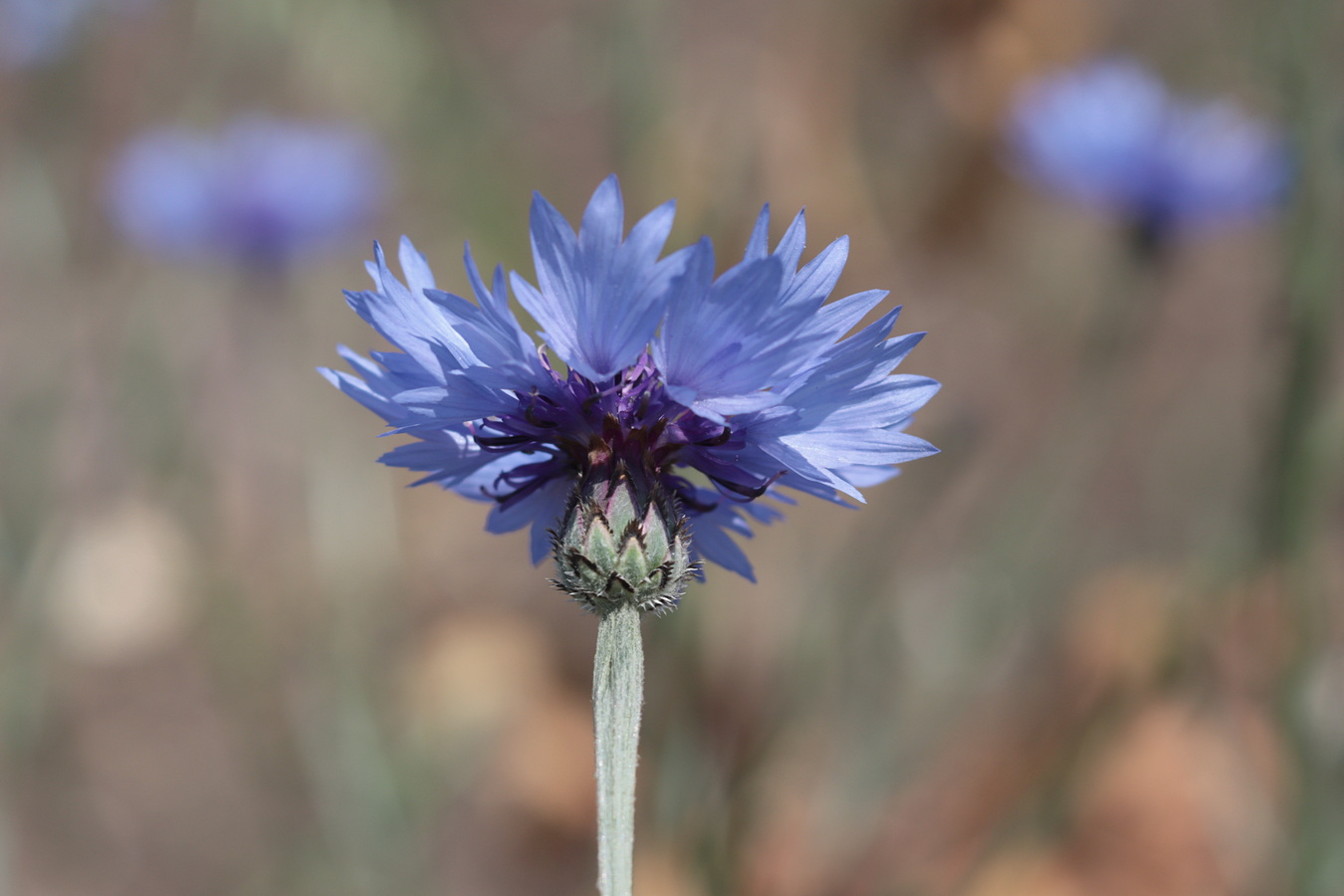 Image of Centaurea cyanus specimen.