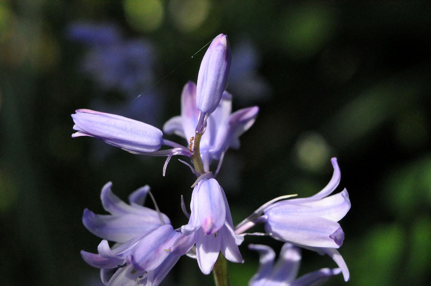 Image of Hyacinthoides × massartiana specimen.